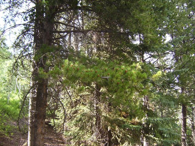 Lodgepole Branches